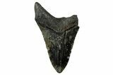 Bargain, Fossil Megalodon Tooth - North Carolina #351141-1